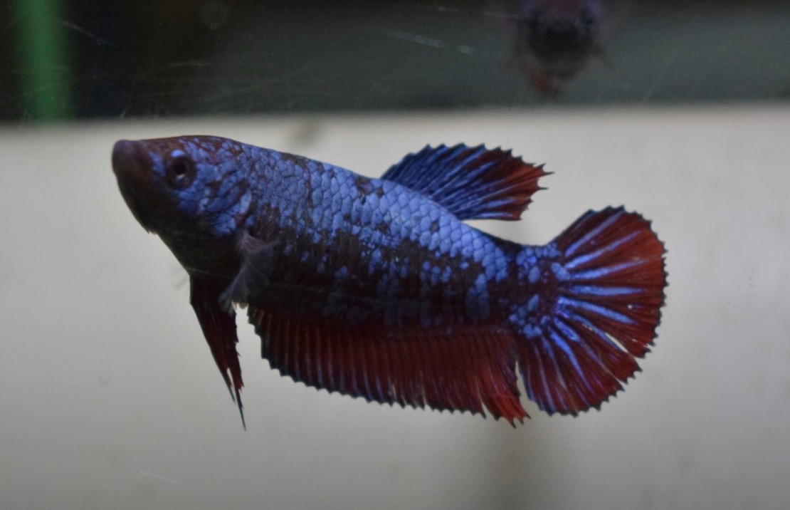 Combattant King (femelle)