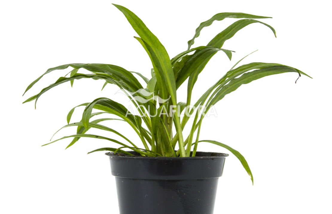 Cryptocoryne Albida (costata) - Pe