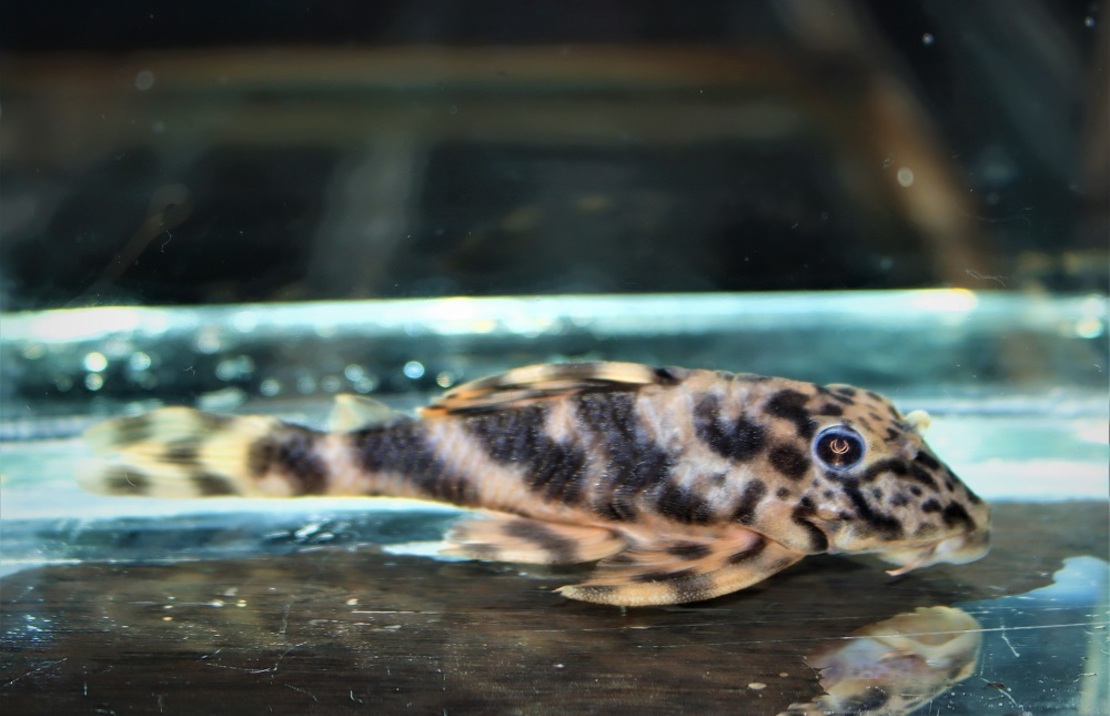 Lda061 Treestriped Clown Pleco