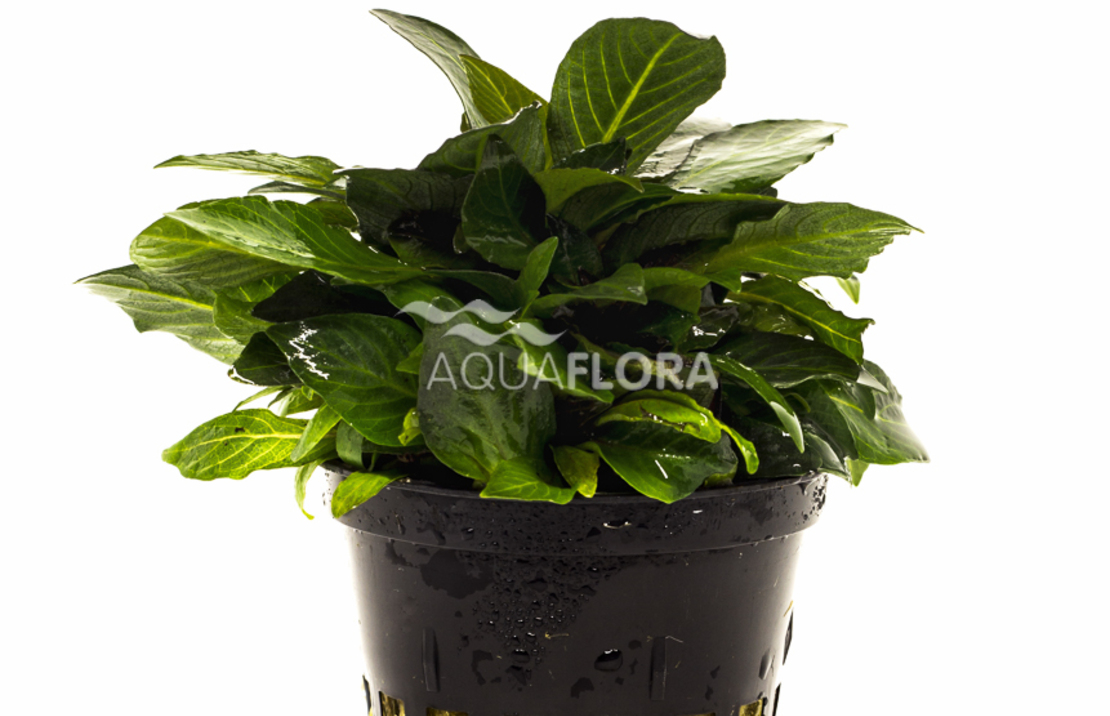 Hygrophila Corymbosa 'parvifolia' - Pe