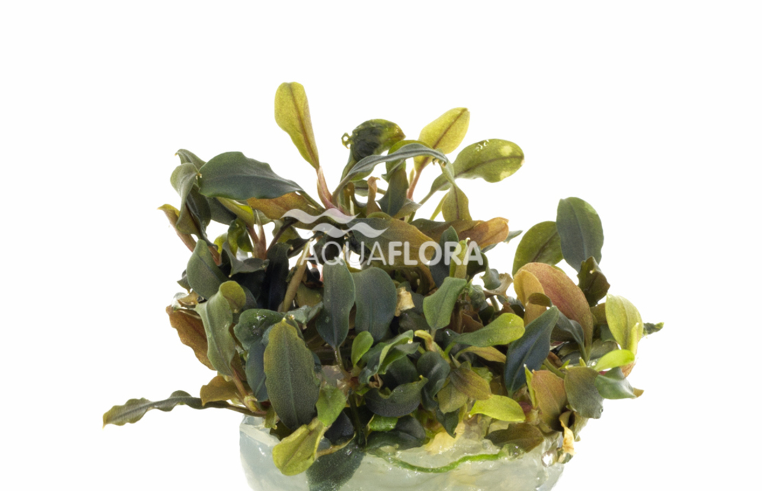 Bucephalandra 'deep Purple' - In Vitro Cup 