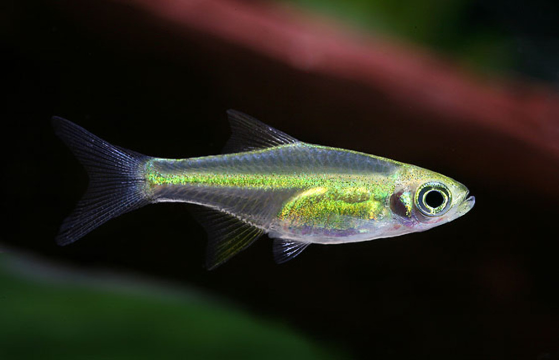 Rasbora Émeraude
