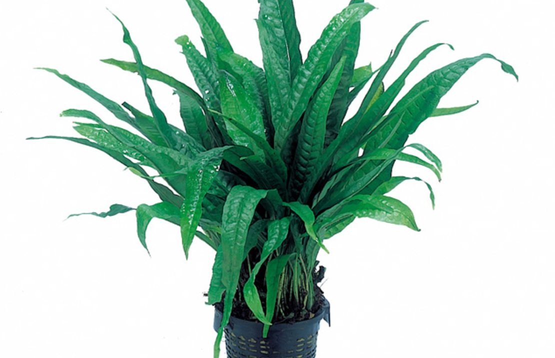 Microsorum Pteropus - Xl