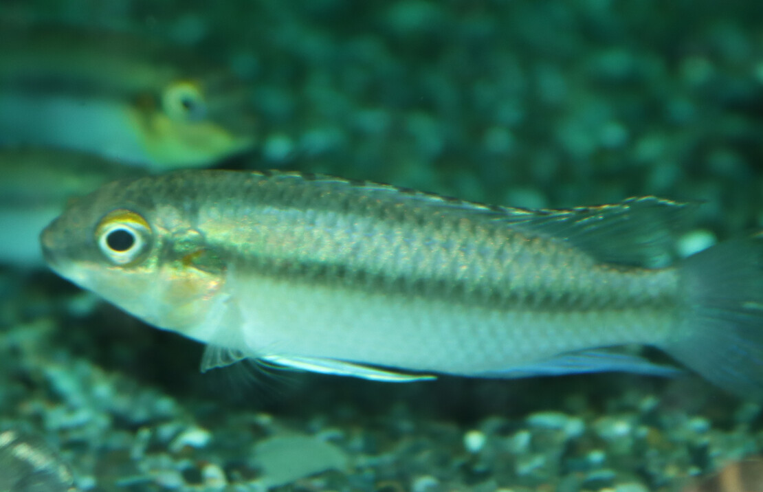 Kersenbuikcichlide Pulcher