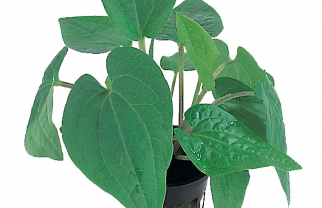 Saururus Cernuus - Pe