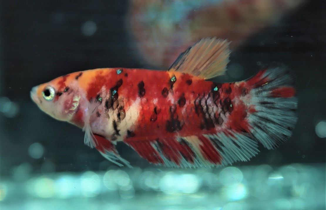 Betta Sp. Plakat Koi Nemo Female M
