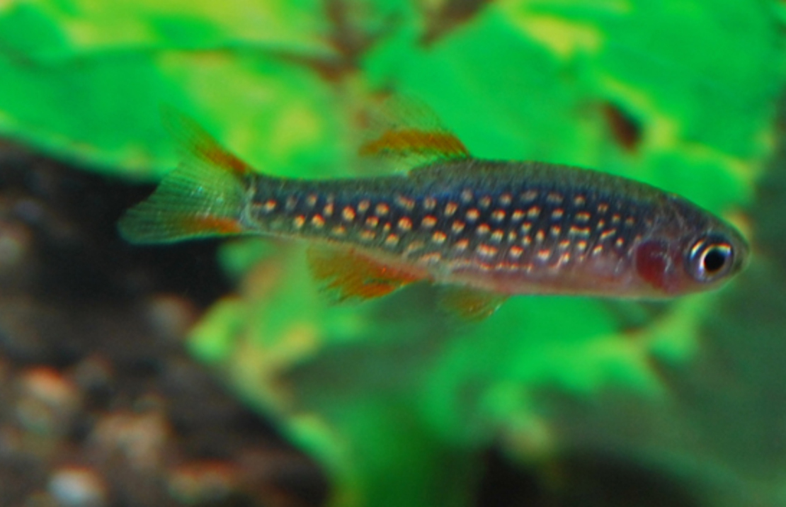 Danio Galaxy