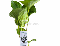 Anubias Hastifolia - Pe