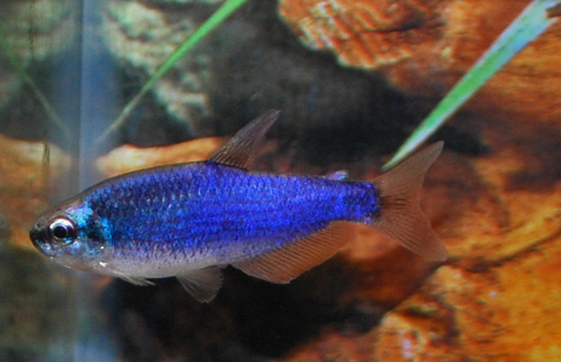 TÉtra Royal Super Bleu