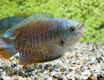 Zwergfadenfisch Neon (m/f)