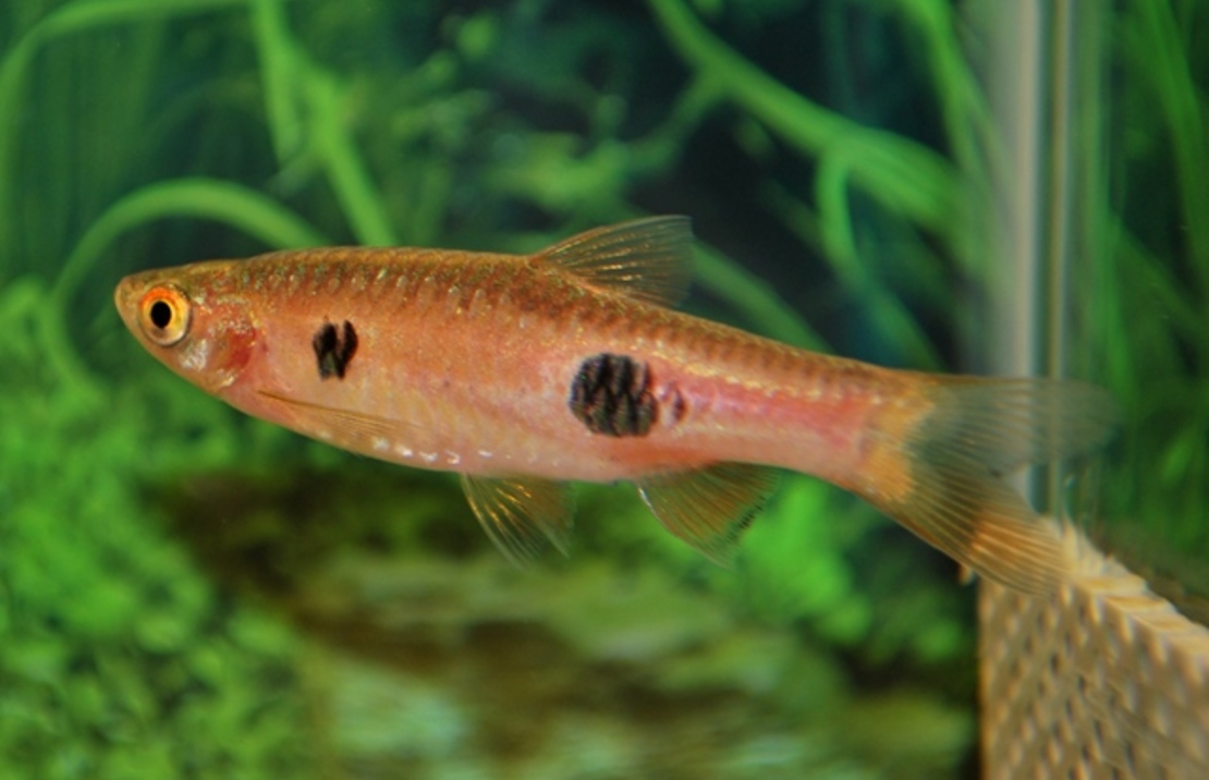 Rasbora Clown
