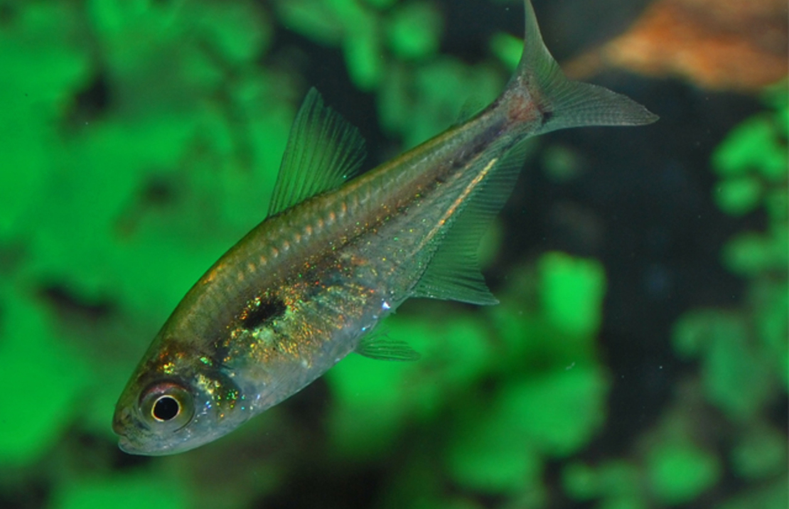 Hemigrammus Stictus L