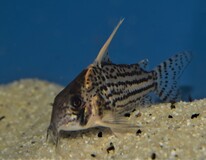 Corydoras Super Schwartzi Highfin