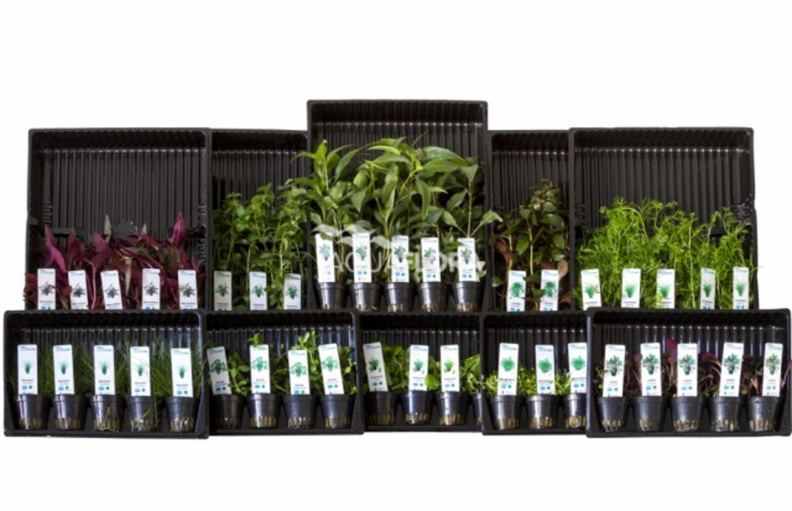 Ass. 1: 10x5 (50) Pots Colour Code Green - As