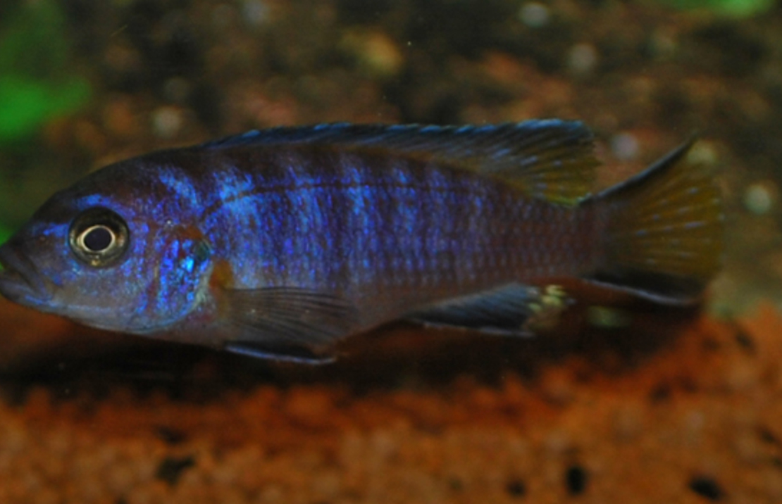 CichlidÉ Malawi Elongatus Mpanga