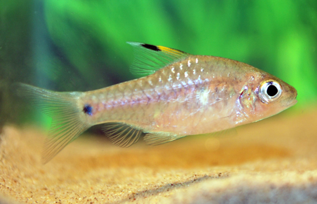 Drape-fin Barb