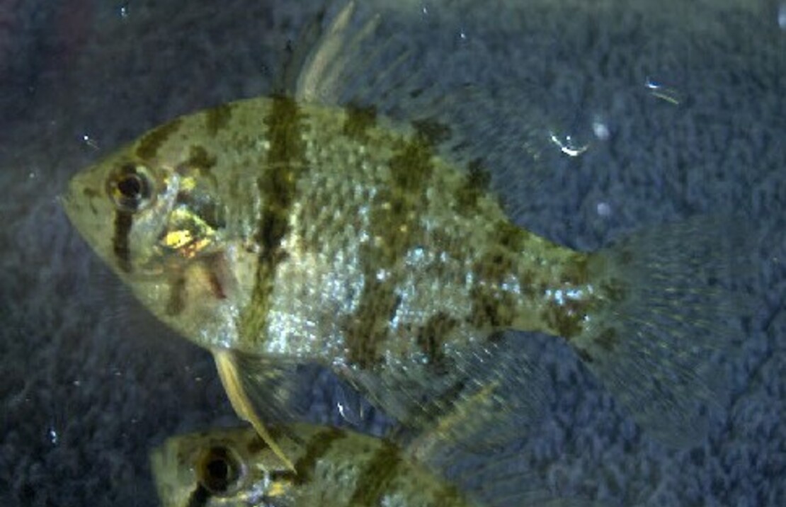 Crapet-soleil Chaetodon