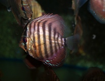 Discus Brown