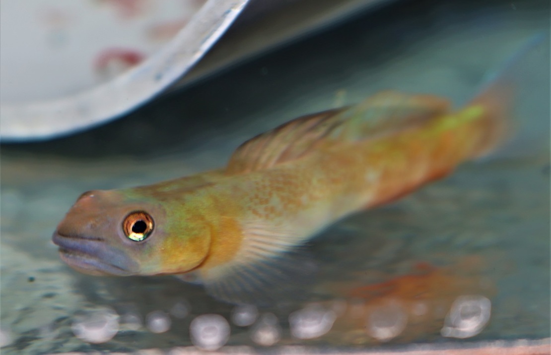 Gobie Orange Á Bandes