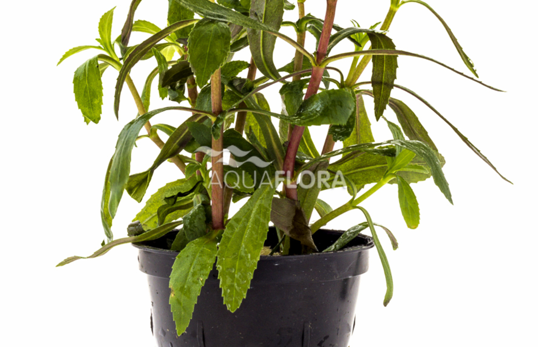 Limnophila Aromatica - Pe