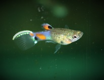 Guppy Endler Snakeskin Blau Mann