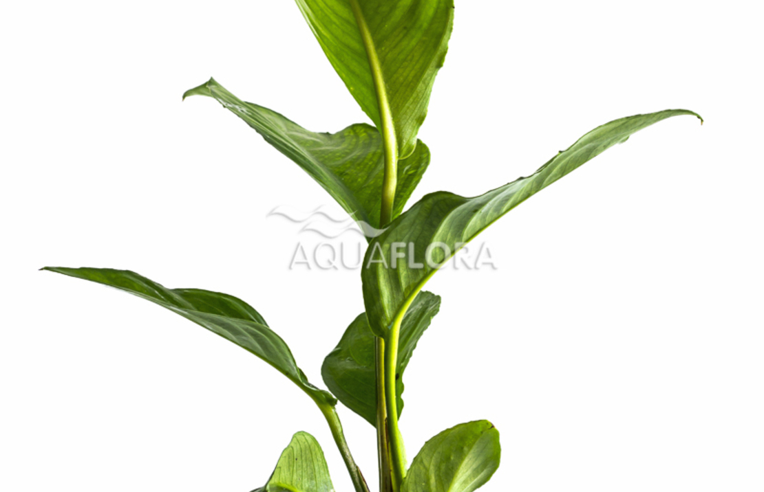 Anubias Heterophylla - Pe