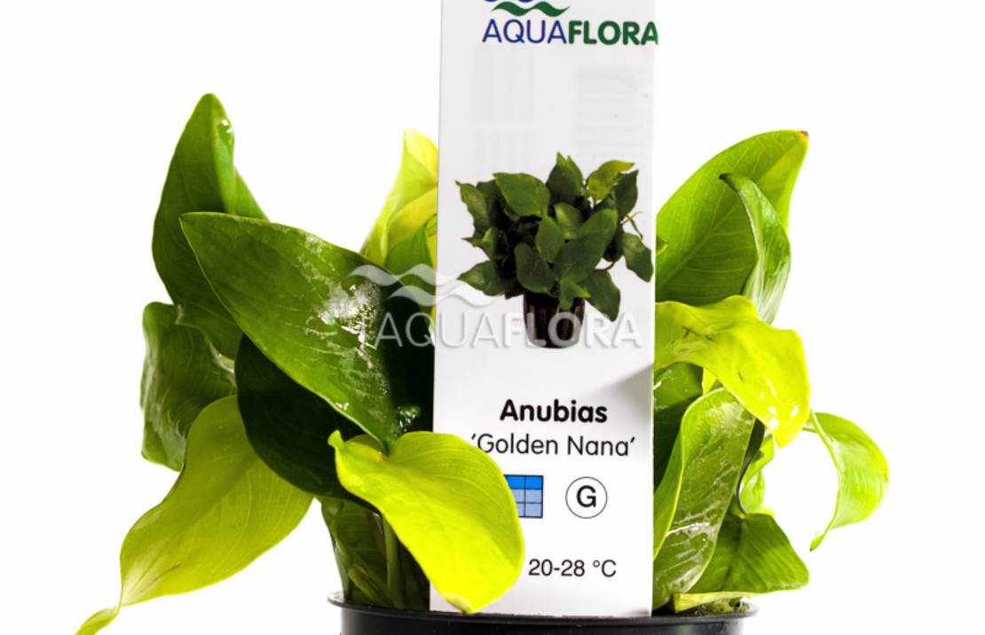 Anubias Barteri Var. Nana 'golden' - Pe
