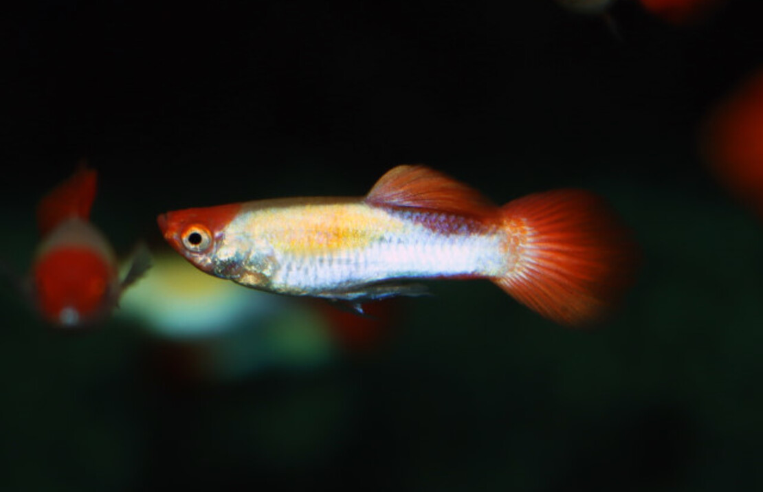 Guppy Koi  (m/f)
