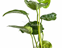 Anubias Barteri - Pe