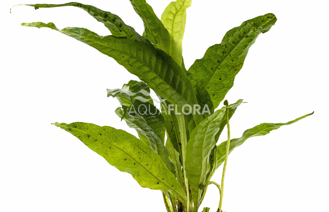 Microsorum Pteropus - Pe