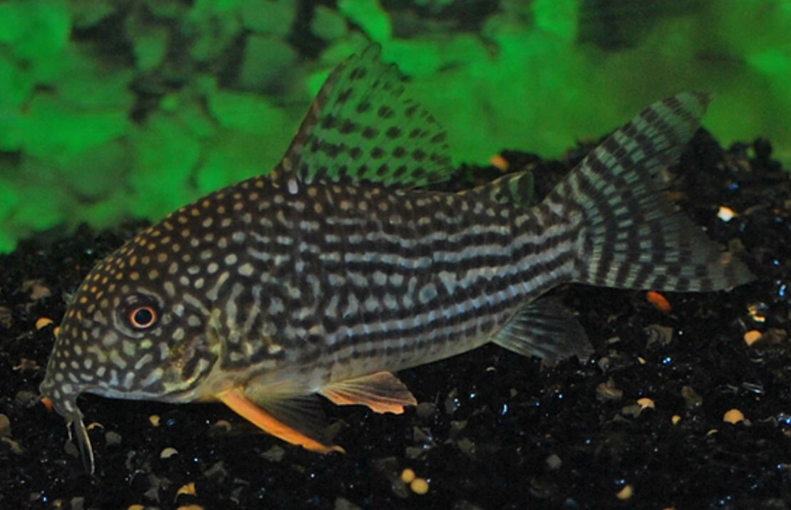 Sterba's Pantsermeerval