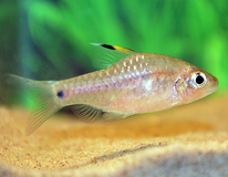 Drape-fin Barb