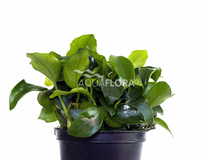 Anubias Barteri Var. Nana 'mini' - Pe