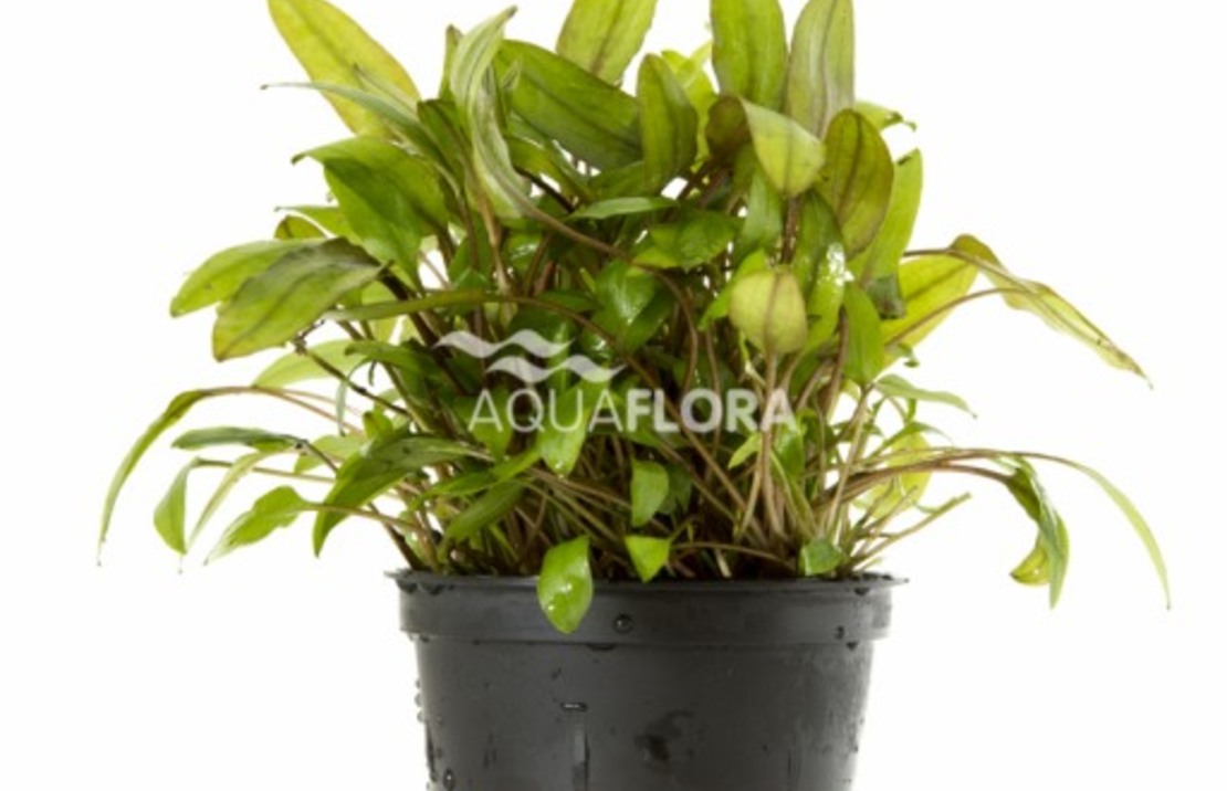 Cryptocoryne Mix - Pe