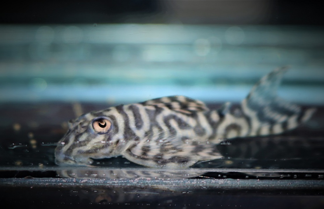 L333 Maze Zebra Pleco