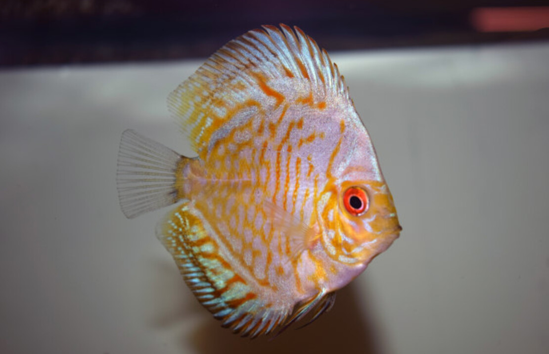 Discus Golden Leopard