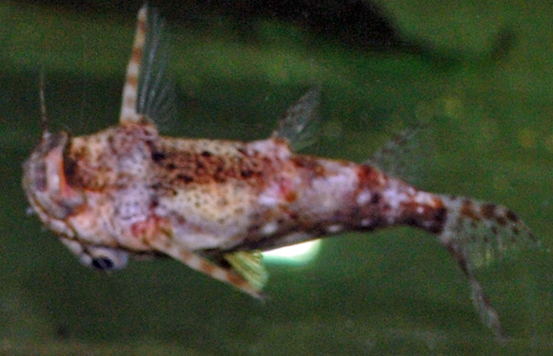 Synodontis Contracta
