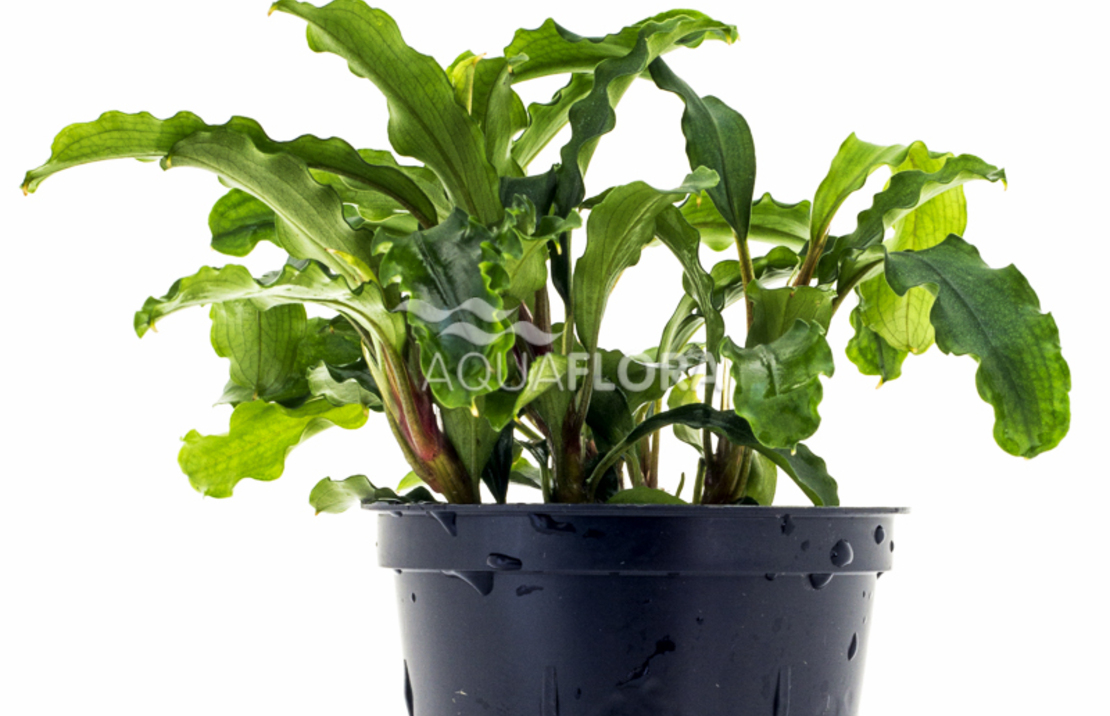 Bucephalandra Sp. (mix Green) - Pe