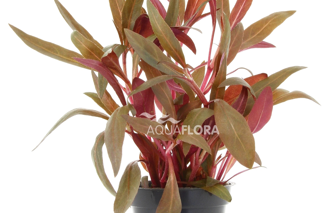 Alternanthera Reineckii 'pink' - Pe