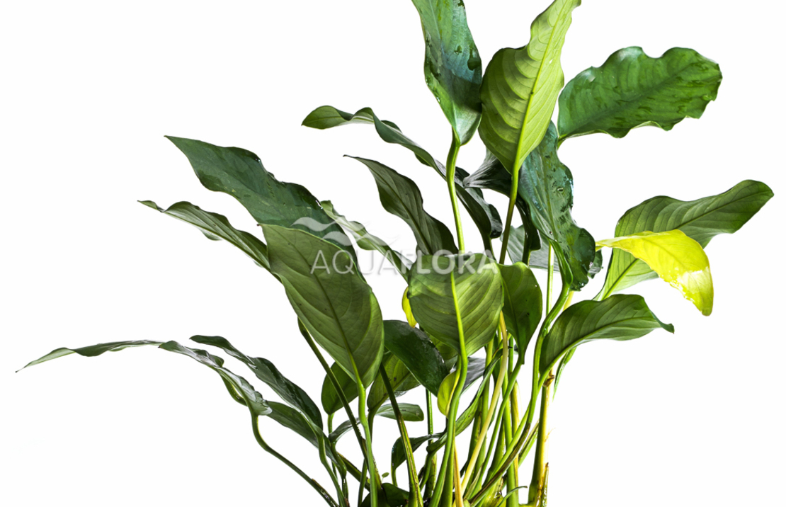 Anubias Gracilis - Pe