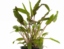 Cryptocoryne Wendtii 'brown' - Pe