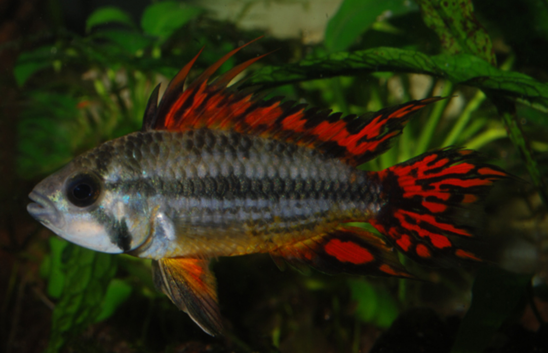Cockatoo Dwarf Cichlid Double Red