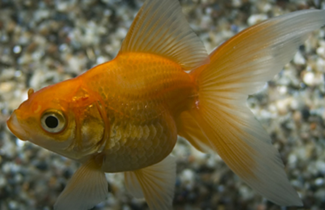 Voile De Chine Rouge
