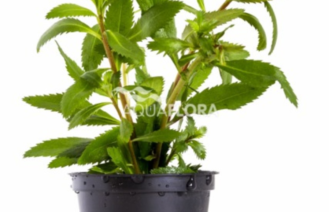 Proserpinaca Palustris 'cuba' - Pe