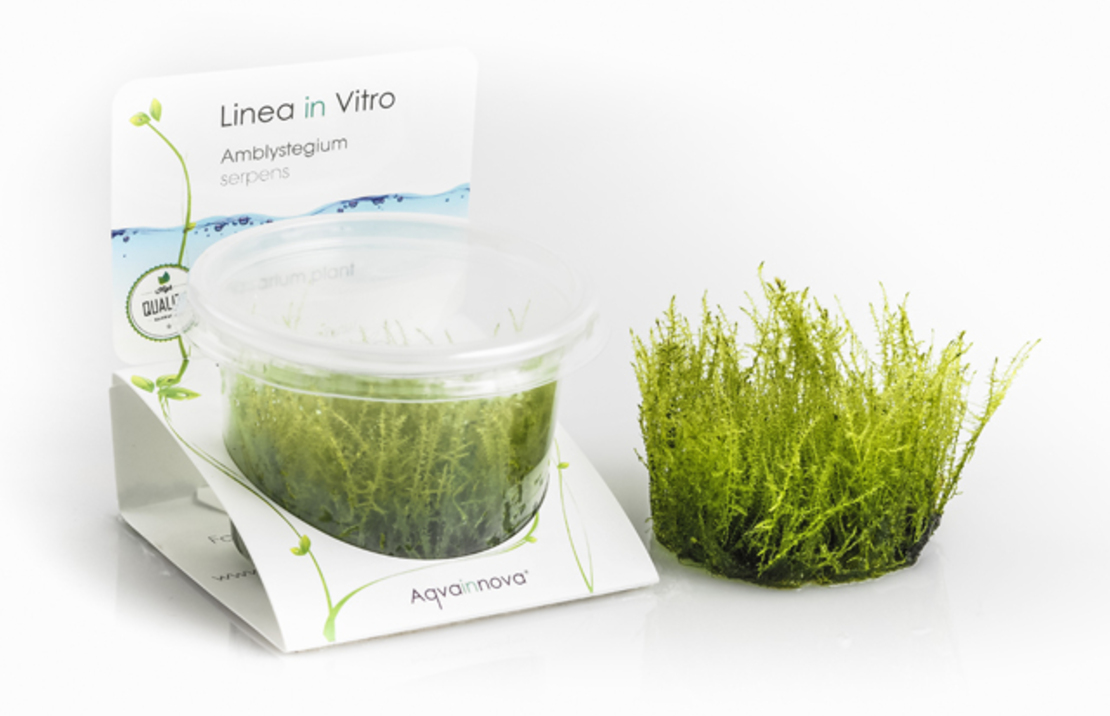 Amblystegium Serpens - In Vitro Cup