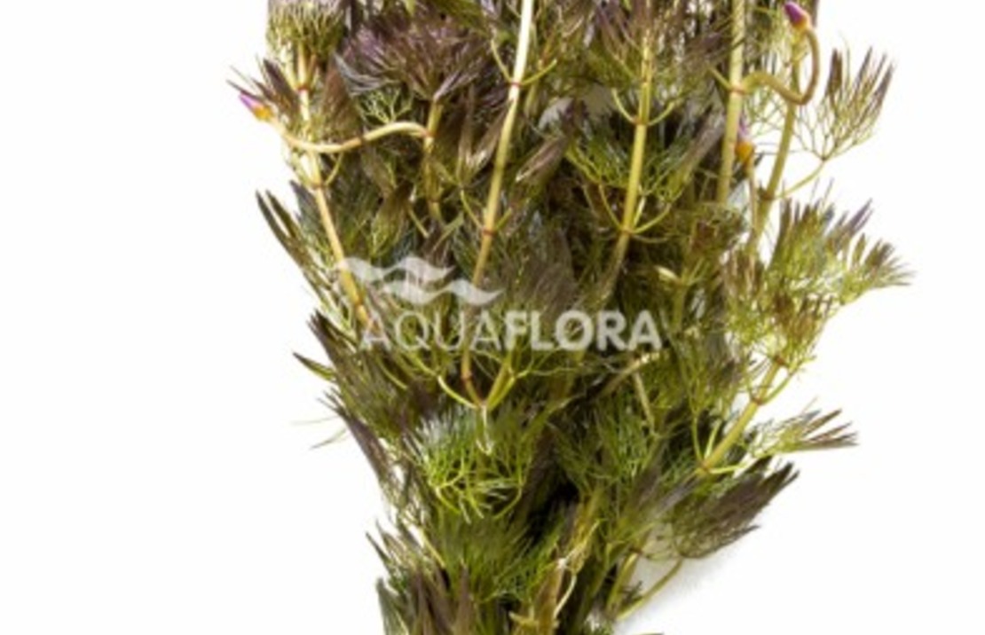 Cabomba Furcata (piauhyensis) - Ba