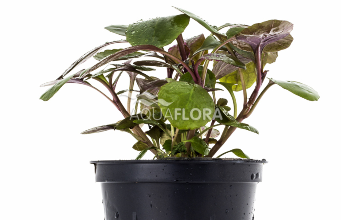 Lobelia Cardinalis - Pe