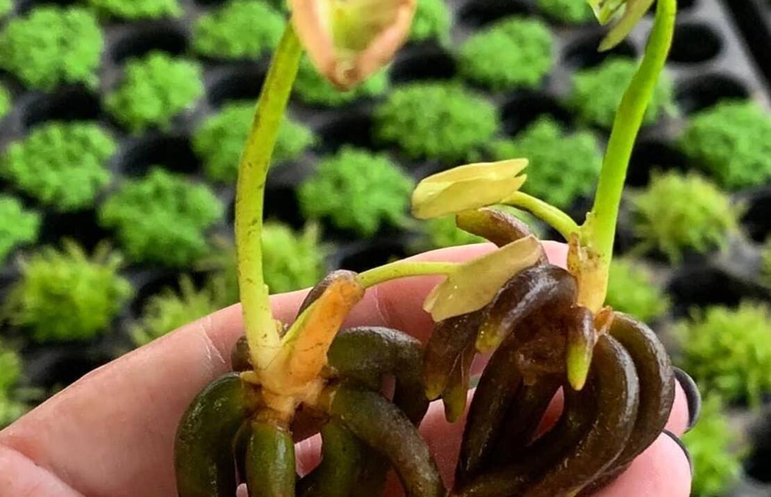 Nymphoides Aquatica - La