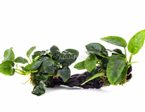 Anubias Driftwood M (20-30cm) - Dw