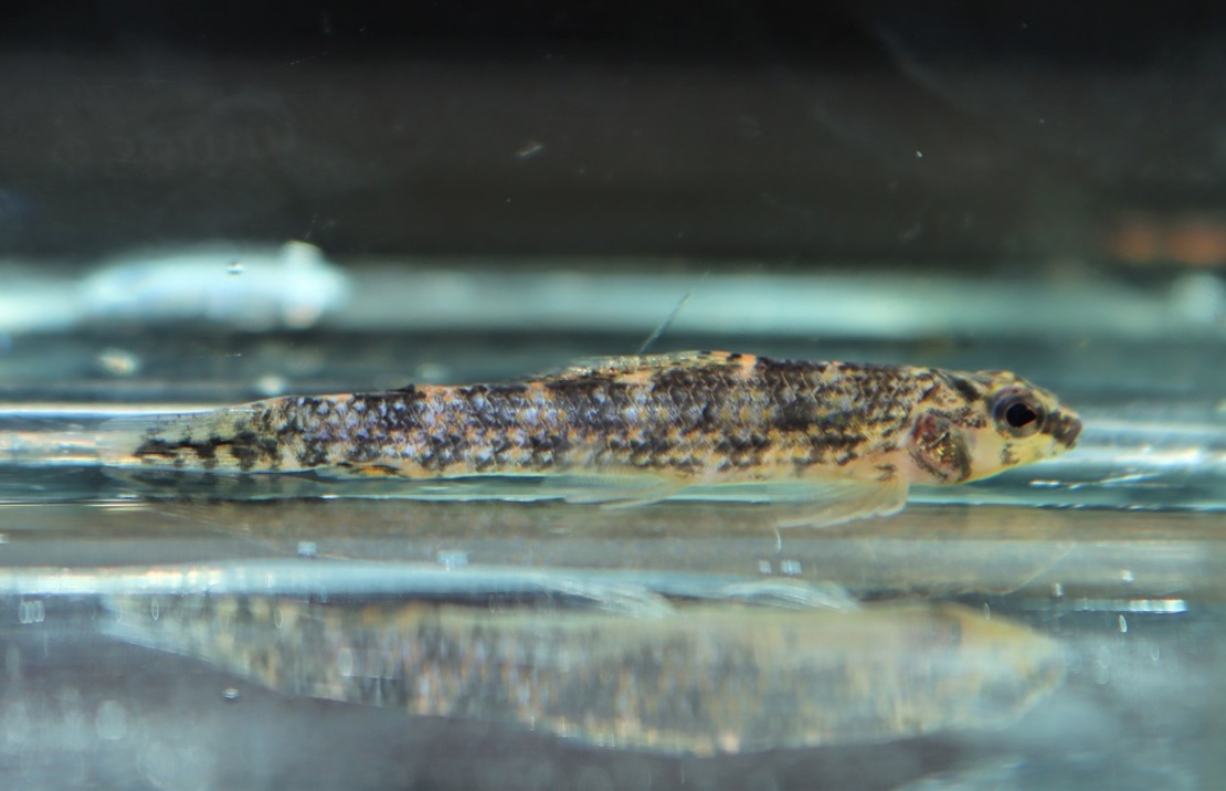 Melacharacidium Sp. Nanay